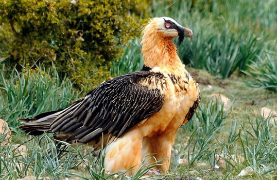 Les animaux sauvages d’Europe – Le gypaète barbu