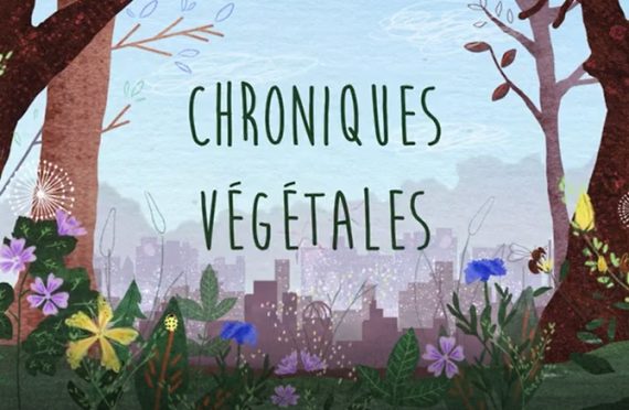 Chroniques Végétales : Le millepertuis