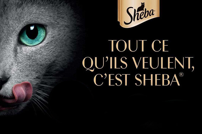 SHEBA “Tout ce qu’ils veulent”